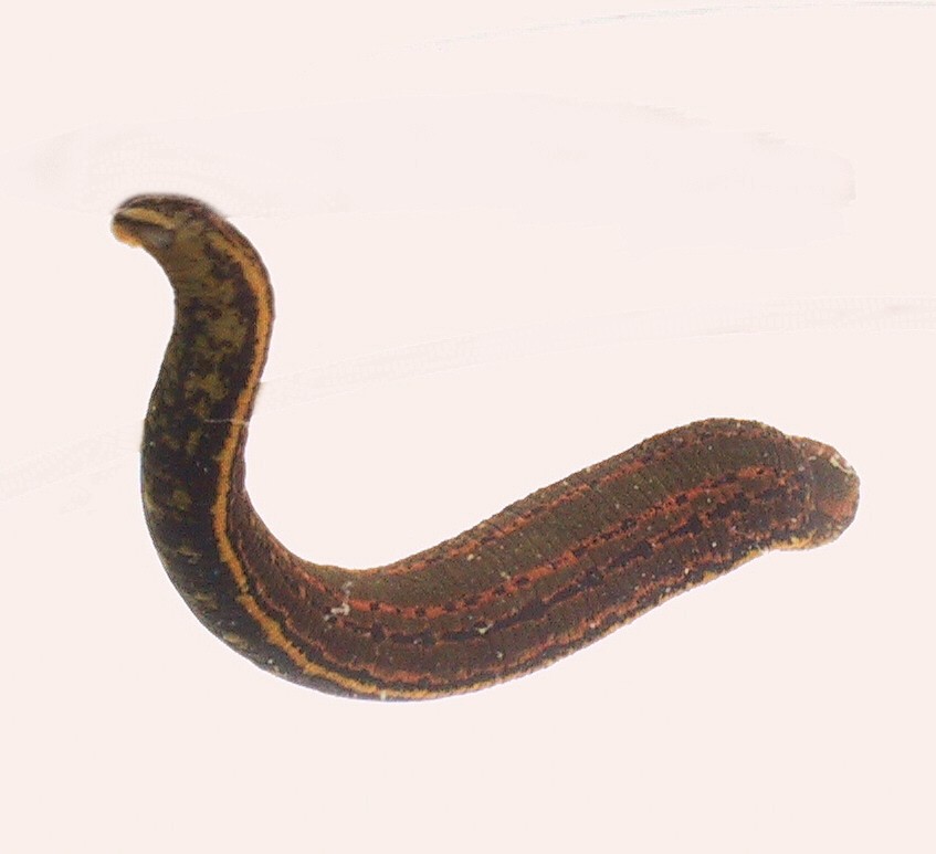 Medizinischer Blutegel (Hirudo medicinalis)